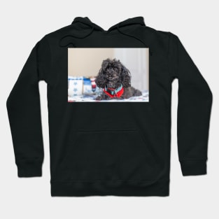 Lap Dog Hoodie